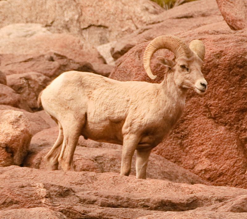 Desert Bighorn Sheep-5995 - UNTITLED ©2010 Dan Stevenson
